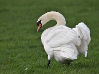 Cygnus olor 96, Knobbelzwaan, Saxifraga-Luuk Vermeer