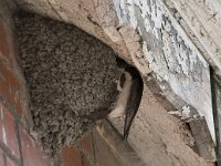 Delichon urbica 12, Huiszwaluw, Saxifraga-Willem van Kruijsbergen