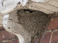 Delichon urbica 13, Huiszwaluw, Saxifraga-Willem van Kruijsbergen