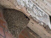 Delichon urbica 14, Huiszwaluw, Saxifraga-Willem van Kruijsbergen