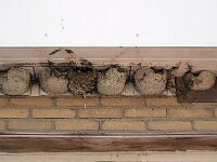 Delichon urbica 16, Huiszwaluw, Saxifraga-Hans Dekker