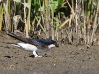 Delichon urbica 19, Huiszwaluw, Saxifraga-Henk Baptist