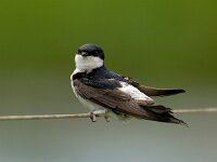 Delichon urbica 2, Huiszwaluw, Saxifraga-Piet Munsterman