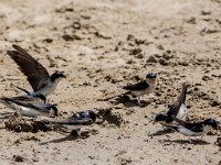 Delichon urbica 20, Huiszwaluw, adult, Saxifraga-Theo Verstrael
