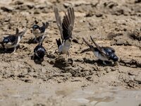 Delichon urbica 31, Huiszwaluw, adult, Saxifraga-Theo Verstrael