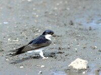 Delichon urbica 4, Huiszwaluw, Saxifraga-Jan Nijendijk