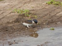 Delichon urbica 5, Huiszwaluw, Saxifraga-Jan Nijendijk