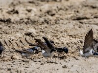 Delichon urbica 52, Huiszwaluw, adult, Saxifraga-Theo Verstrael