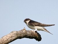 Delichon urbica 53, Huiszwaluw, Saxifraga-Hans Dekker