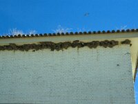 Delichon urbica 58, Huiszwaluw, Saxifraga-Jan van der Straaten