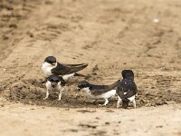 Delichon urbica 59, Huiszwaluw, adult, Saxifraga-Theo Verstrael