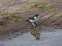 Delichon urbica 6, Huiszwaluw, Saxifraga-Jan Nijendijk