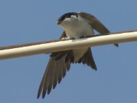 Delichon urbica 63, Huiszwaluw, adult, Saxifraga-Theo Verstrael