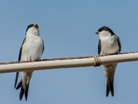Delichon urbica 65, Huiszwaluw, adult, Saxifraga-Theo Verstrael
