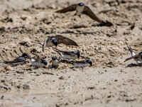 Delichon urbica 67, Huiszwaluw, adult, Saxifraga-Theo Verstrael