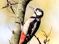 Dendrocopos major 174, Grote bonte specht, Saxifraga-Bart Vastenhouw