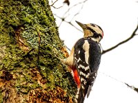 Dendrocopos major 188, Grote bonte specht, Saxifraga-Bart Vastenhouw
