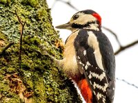 Dendrocopos major 189, Grote bonte specht, Saxifraga-Bart Vastenhouw