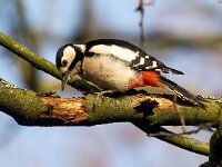 Dendrocopos major 194, Grote bonte specht, Saxifraga-Bart Vastenhouw