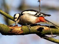 Dendrocopos major 196, Grote bonte specht, Saxifraga-Bart Vastenhouw
