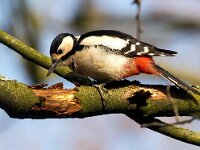 Dendrocopos major 197, Grote bonte specht, Saxifraga-Bart Vastenhouw