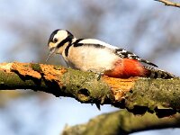 Dendrocopos major 199, Grote bonte specht, Saxifraga-Bart Vastenhouw