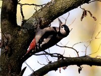 Dendrocopos major 200, Grote bonte specht, Saxifraga-Bart Vastenhouw