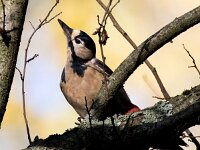 Dendrocopos major 202, Grote bonte specht, Saxifraga-Bart Vastenhouw
