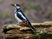 grote bonte specht  grote bonte specht in de Haspel : lDendrocopus major