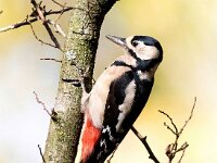 Dendrocopos major 72, Grote bonte specht, Saxifraga-Bart Vastenhouw