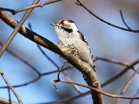 Dendrocopos minor 10, Kleine bonte specht, Saxifraga-Bart Vastenhouw