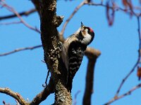Dendrocopos minor 11, Kleine bonte specht, Saxifraga-Bart Vastenhouw