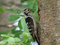 Dendrocopos minor 13, Kleine bonte specht, Saxifraga-Henk Baptist