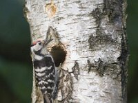 Dendrocopos minor 5, Kleine bonte specht, Saxifraga-Mark Zekhuis