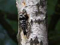 Dendrocopos minor 9, Kleine bonte specht, Saxifraga-Mark Zekhuis