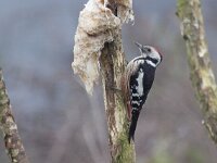 Dendrocoptes medius 11, Middelste bonte specht, Saxifraga-Mark Zekhuis