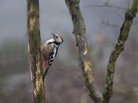 Dendrocoptes medius 13, Middelste bonte specht, Saxifraga-Mark Zekhuis