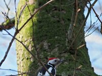 Dendrocoptes medius 16, Middelste bonte specht, Saxifraga-Hans Dekker