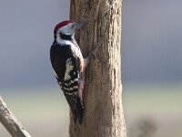 Dendrocoptes medius 19, Middelste bonte specht, Saxifraga-Mark Zekhuis