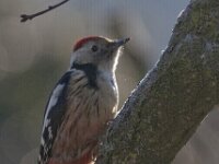 Dendrocoptes medius 2, Middelste bonte specht, Saxifraga-Mark Zekhuis