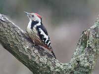 Dendrocoptes medius 24, Middelste bonte specht, Saxifraga-Mark Zekhuis