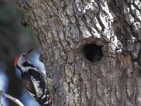 Dendrocoptes medius 5, Middelste bonte specht, Saxifraga-Arie de Knijff
