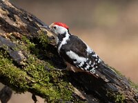 Dendrocoptes medius 58, Middelste bonte specht, Saxifraga-Luc Hoogenstein : middelste bonte specht