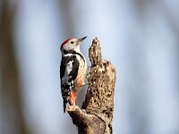 Dendrocoptes medius 59, Middelste bonte specht, Saxifraga-Luc Hoogenstein : middelste bonte specht