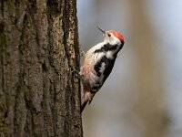 Dendrocoptes medius 60, Middelste bonte specht, Saxifraga-Luc Hoogenstein : middelste bonte specht
