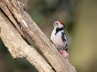 Dendrocoptes medius 61 Middelste bonte specht, Saxifraga-Luc Hoogenstein : middelste bonte specht