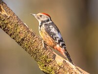 Middle spotted woodpecker  Middle spotted woodpecker (Dendrocopos medius). Looking for food in a tree. Wildlife in nature. Netherlands. : Avian, animal, background, beak, beautiful, bill, bird, black, colorful, dendrocopos, dendrocoptes medius, environment, europe, european, feather, forest, green, head, landscape, life, looking, medius, middle, middle spotted woodpecker, moss, natural, nature, observing, ornithology, outdoor, pecker, portrait, red, single, sitting, sky, spotted, spring, stump, tree, trunk, watching, white, wild, wildlife, wood, woodpecker