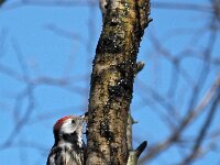 Dendrocoptes medius 8, Middelste bonte specht, Saxifraga-Hans Dekker