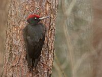 Dryocopus martius 18, Zwarte specht, Saxifraga-Mark Zekhuis