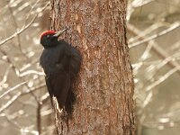 Dryocopus martius 19, Zwarte specht, Saxifraga-Mark Zekhuis